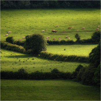 Among the fields ... II ...