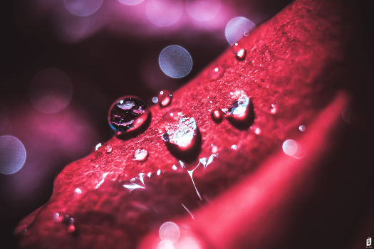 Three Colors: Red