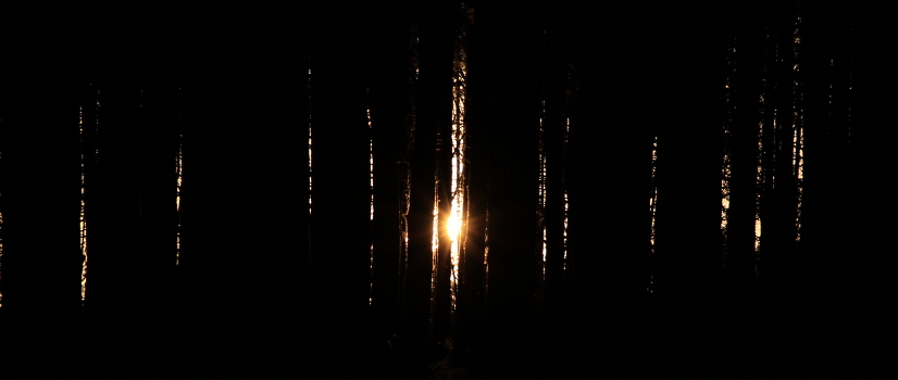 pines and sun