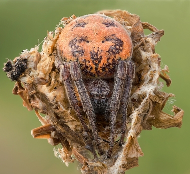 Lodge spider