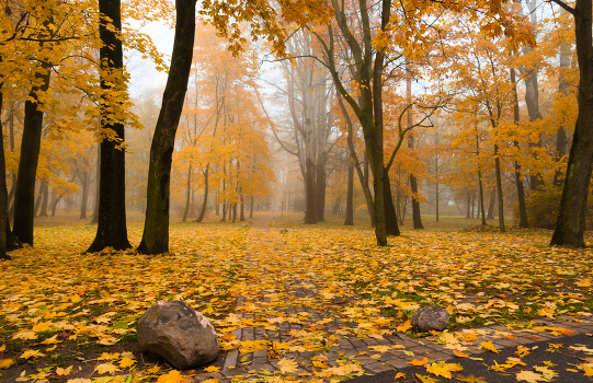 gold autumn