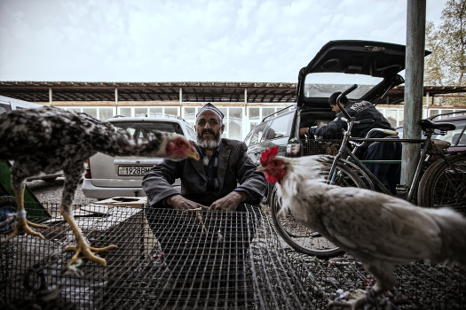 Seller roosters. Dushanbe. Tajikistan