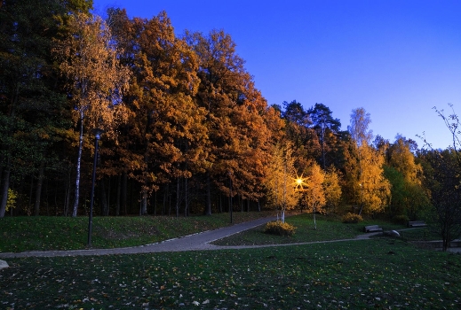 Evening in the forest park