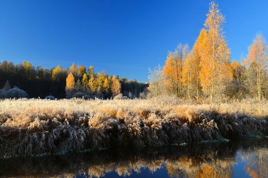 gold autumn