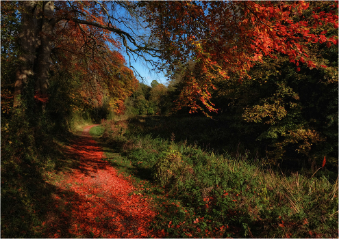 ... autumn paths II ...