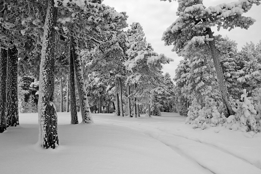 Forest roads