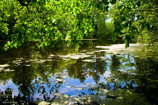 Forest Lake