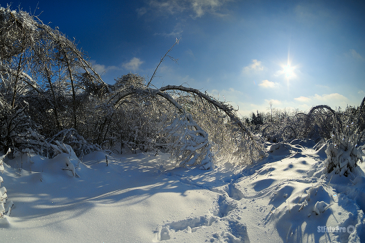 Bow winter