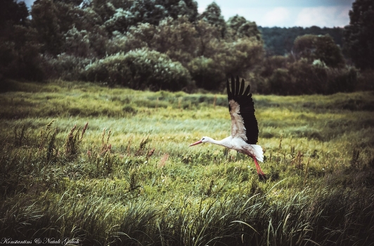 Stork