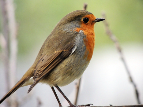 Robin