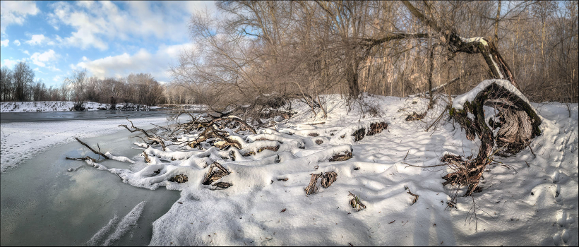 Winter Forest