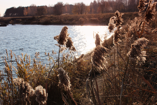 By the river