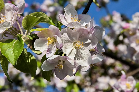 Riot of spring