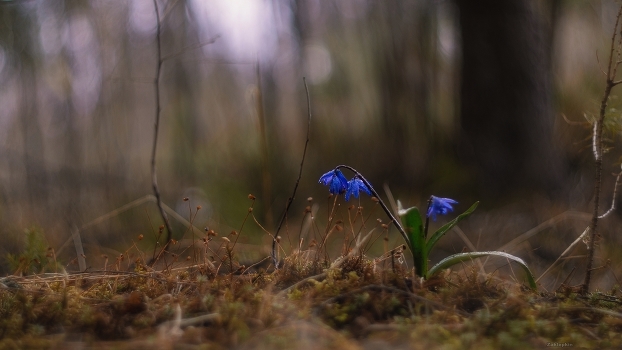 Spring Awakening