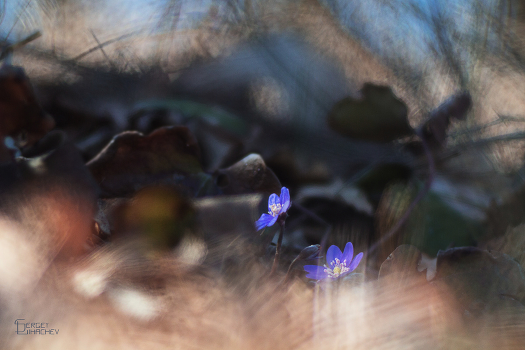 Spring Awakening
