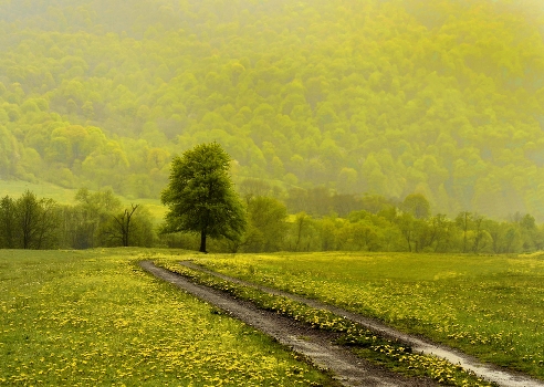After the rain