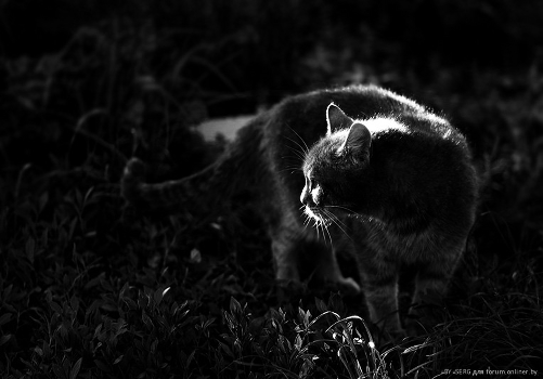 Ray of light in the darkness