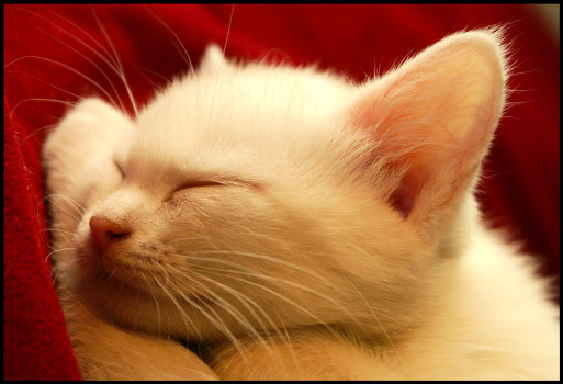 Kitten