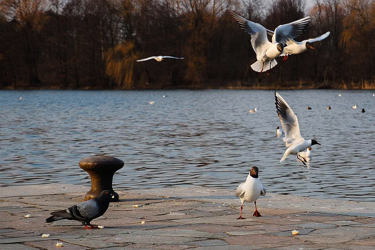 From the Life of Birds