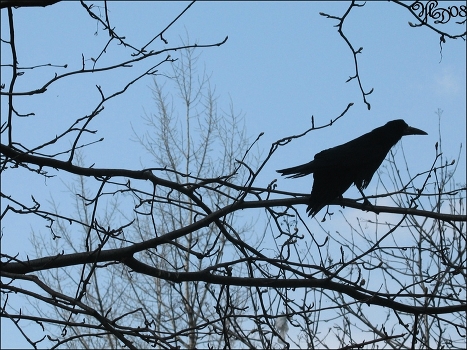 Raven