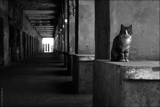 Cheshire Cat