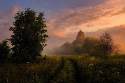 Foggy morning