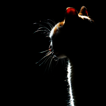 In a dark room