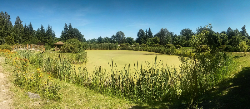 Pond