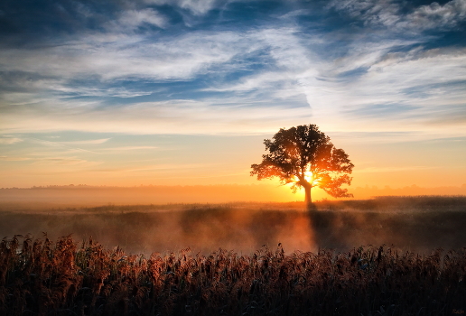 Dawn