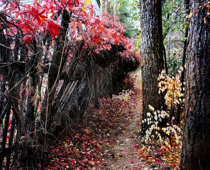 Autumn coloring