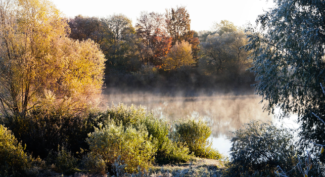frosty morning