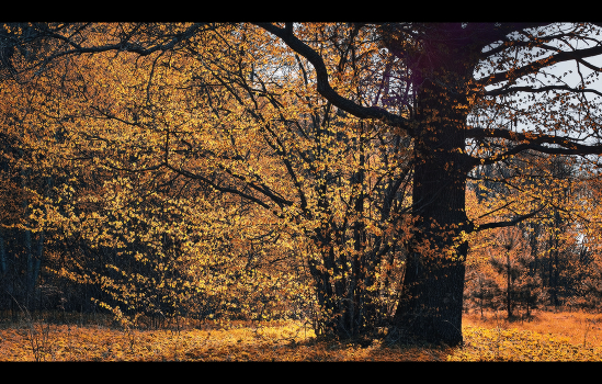 ***