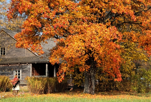Autumn dream