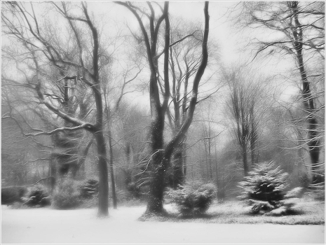 Sad Trees