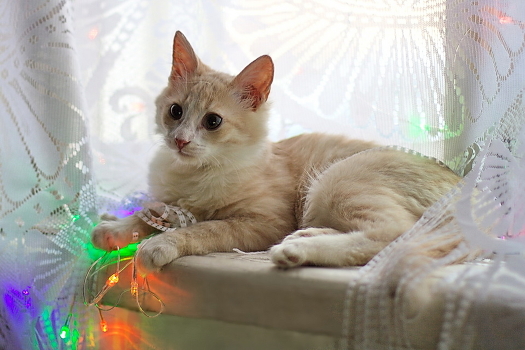 New Cat