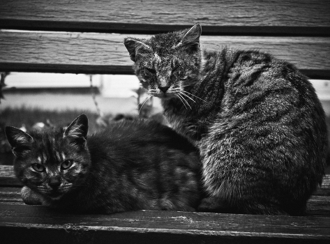 owners of the street