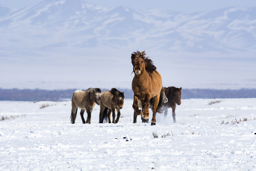Mongolian horse