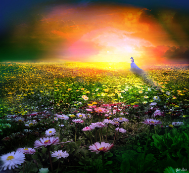 Daisies