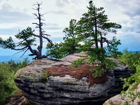 and trees on the rocks