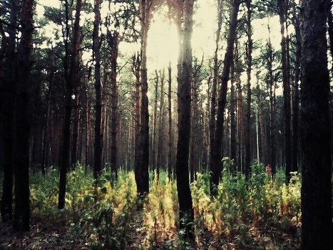 the forest of silence