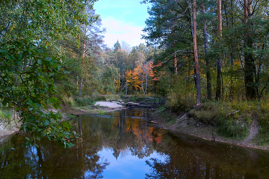 Forest creek