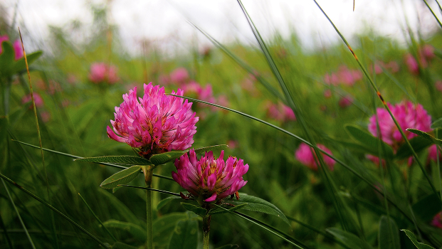 Clover