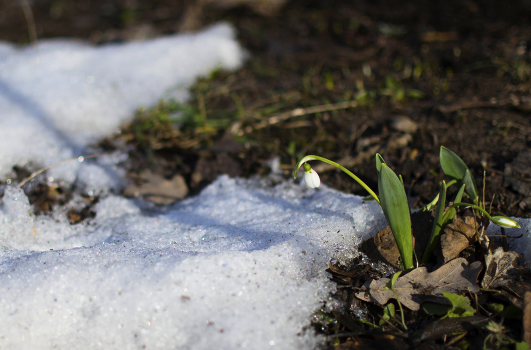 Der Frühling kommt