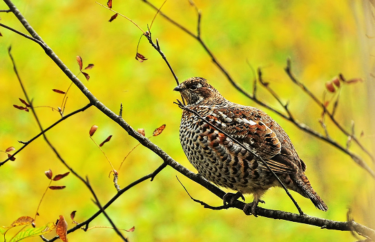 On a branch