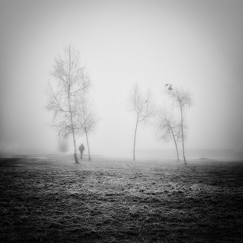 A furry fog