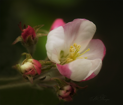 SPRING SCHÖPFUNG