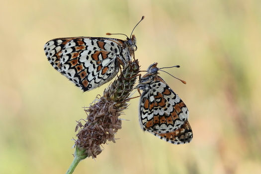 ***