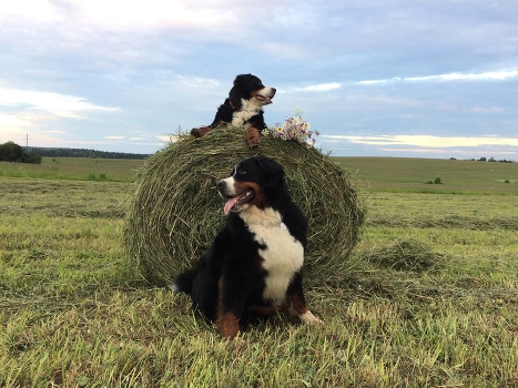 Country