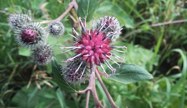 Thistle
