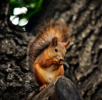 Squirrel